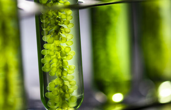 Test tubes full of green algae and water 