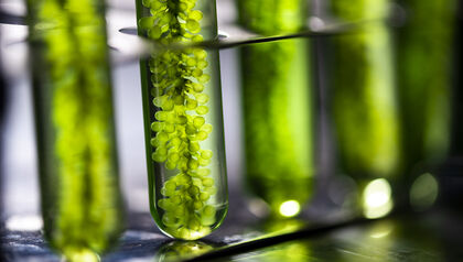Test tubes full of green algae and water 