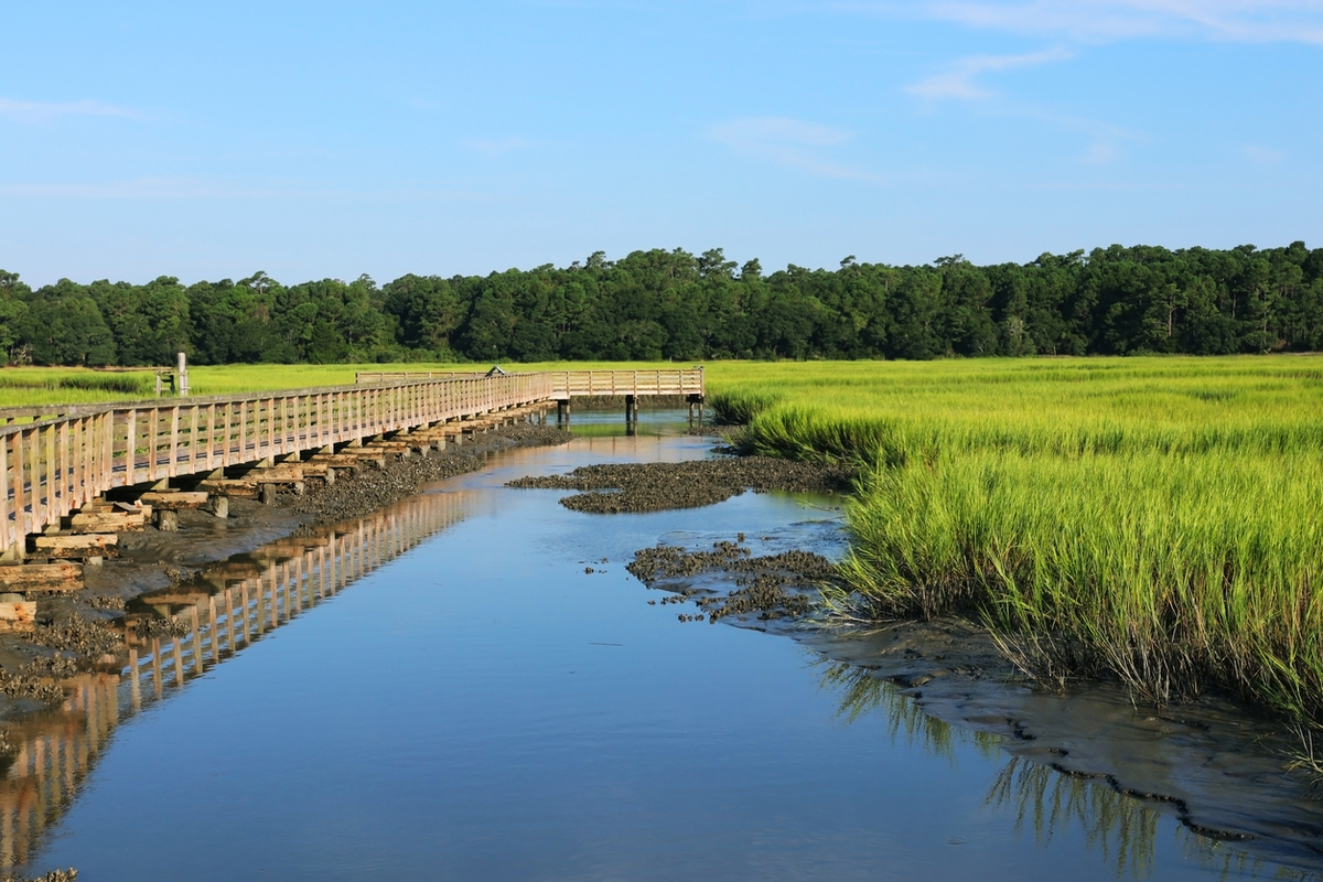 wooden walkway, grass and marsh