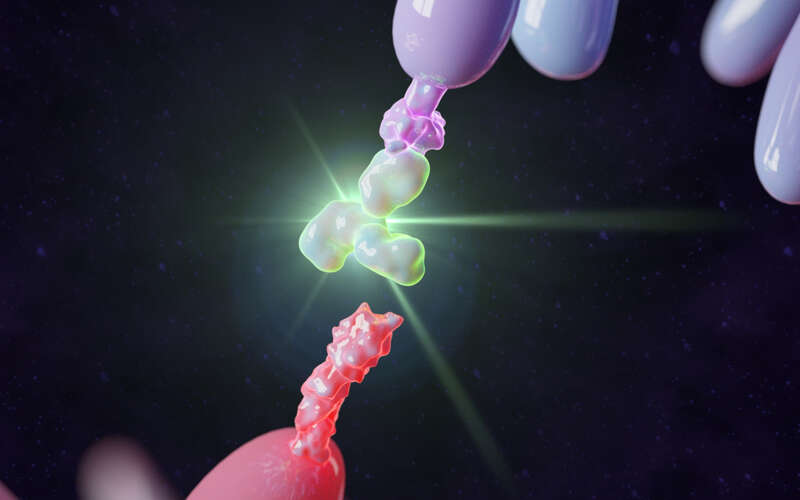PD-1 Antibody Targeting Immune Checkpoint Inhibitor