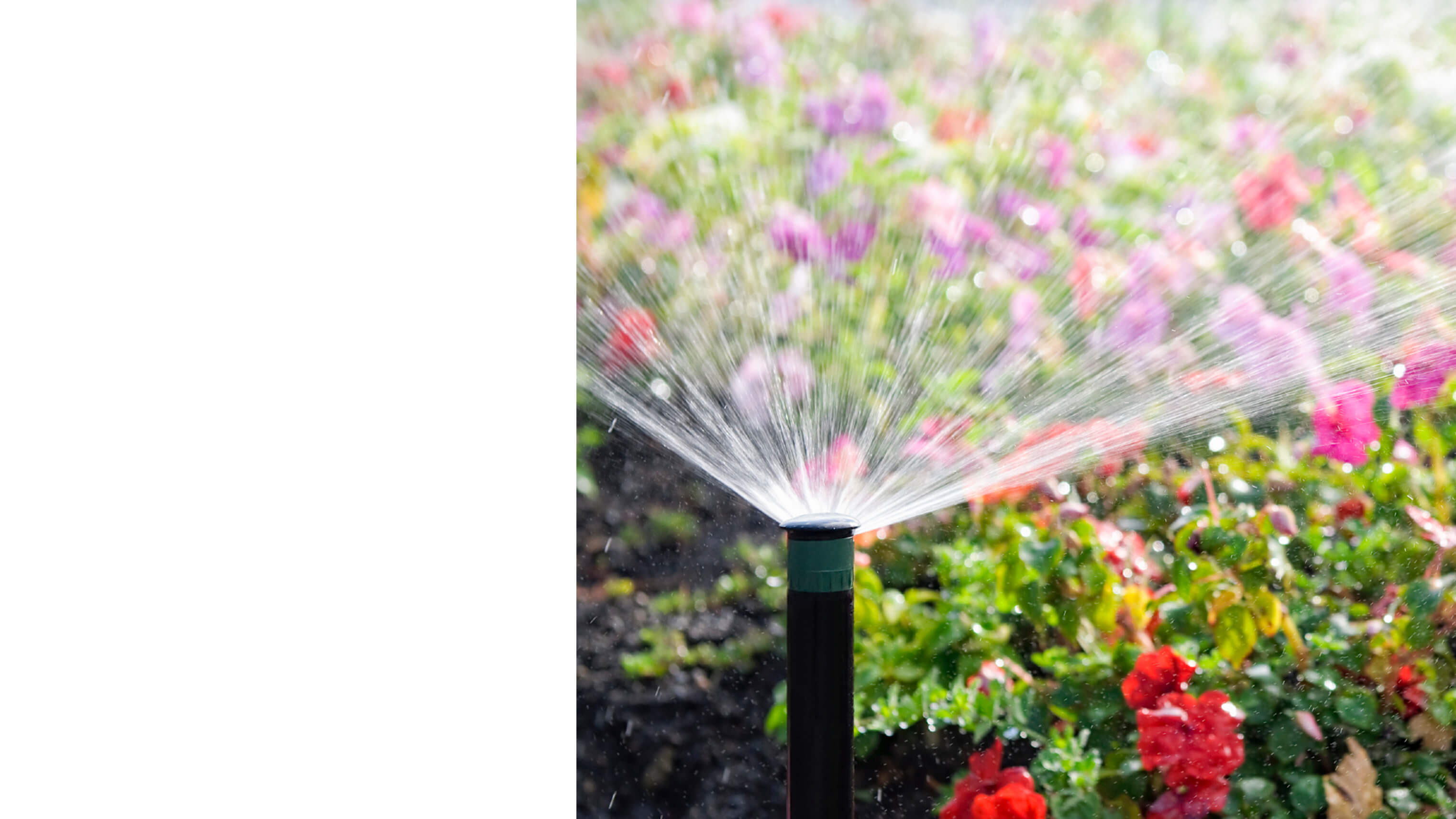 MANH-masthead-Ewing-desktop.jpg Image of a water sprinkler watering flowers.