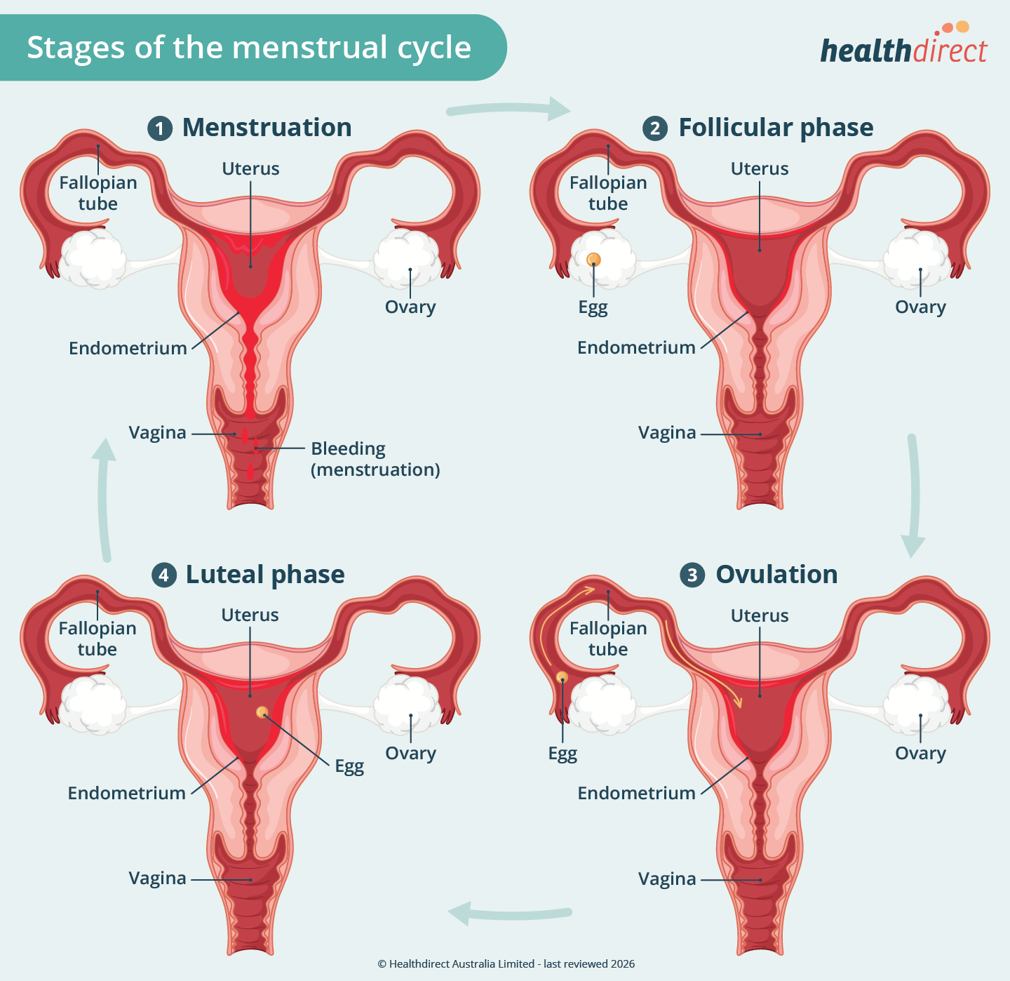 Illustration of the menstrual cycle phases: 1. Menstruation, 2. Follicular phase, 3. Ovulation and 4. Luteal phase.