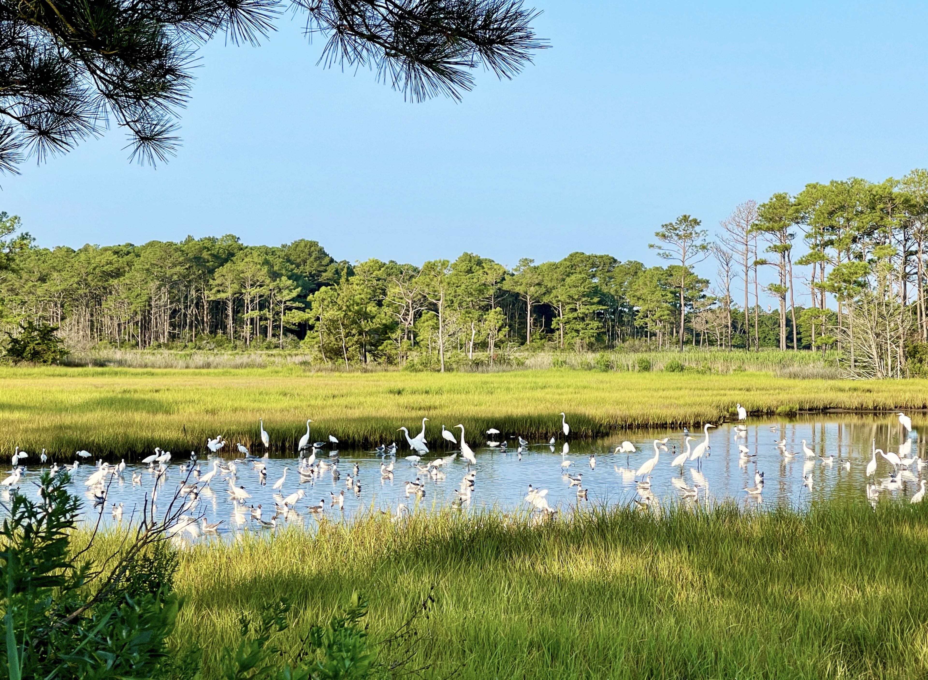 Millsboro Neighborhood Image.jpg