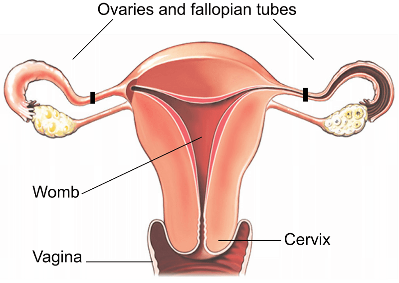 The womb, vagina, cervix and ovaries and fallopian tubes.