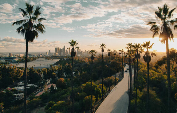 Palm tree-lined road at sunset in Los Angeles
