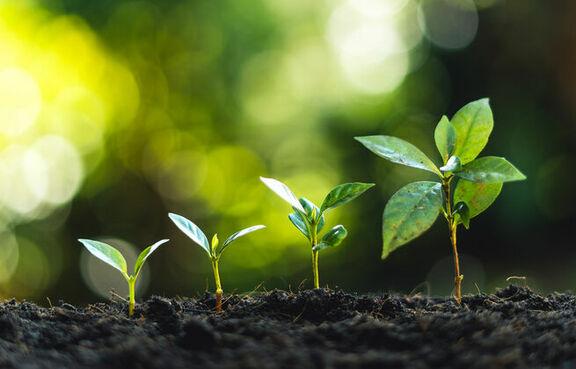 Progressively bigger seedlings sprouting from the soil in a line