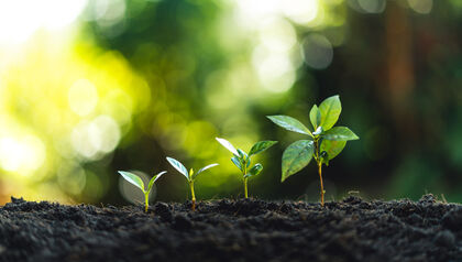 Progressively bigger seedlings sprouting from the soil in a line