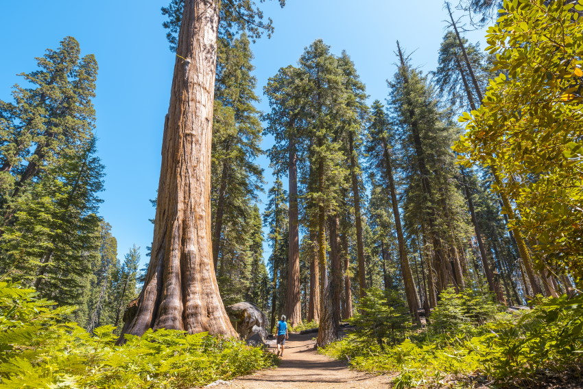 Redwood national park v ZDA je pravo mesto, če želite doživeti veličino sekvoj od blizu.