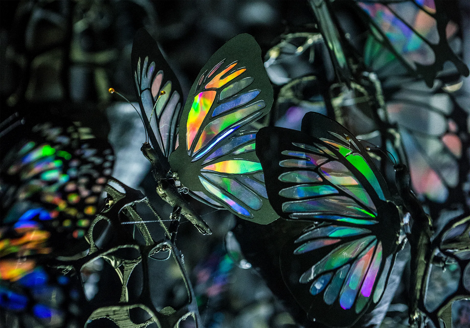 butterfly by skunk control