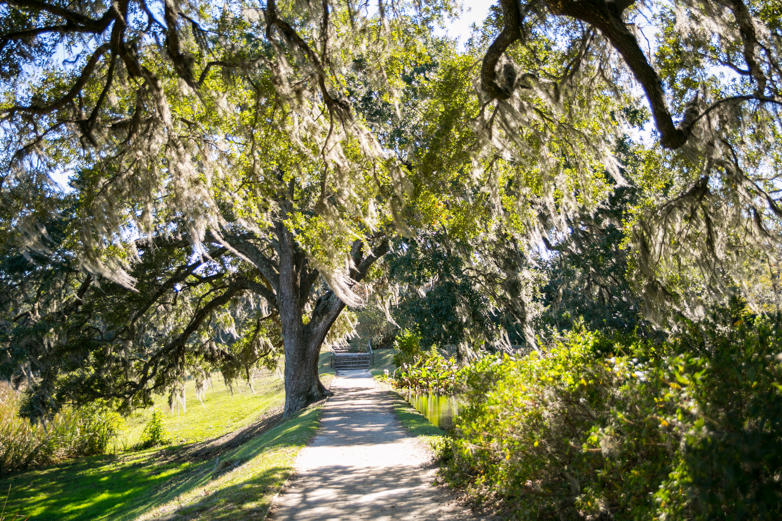 Walking Trail with Oaks, Stock.jpg
