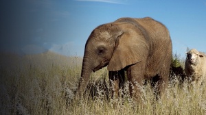 'Unlikely Animal Friends' TV show