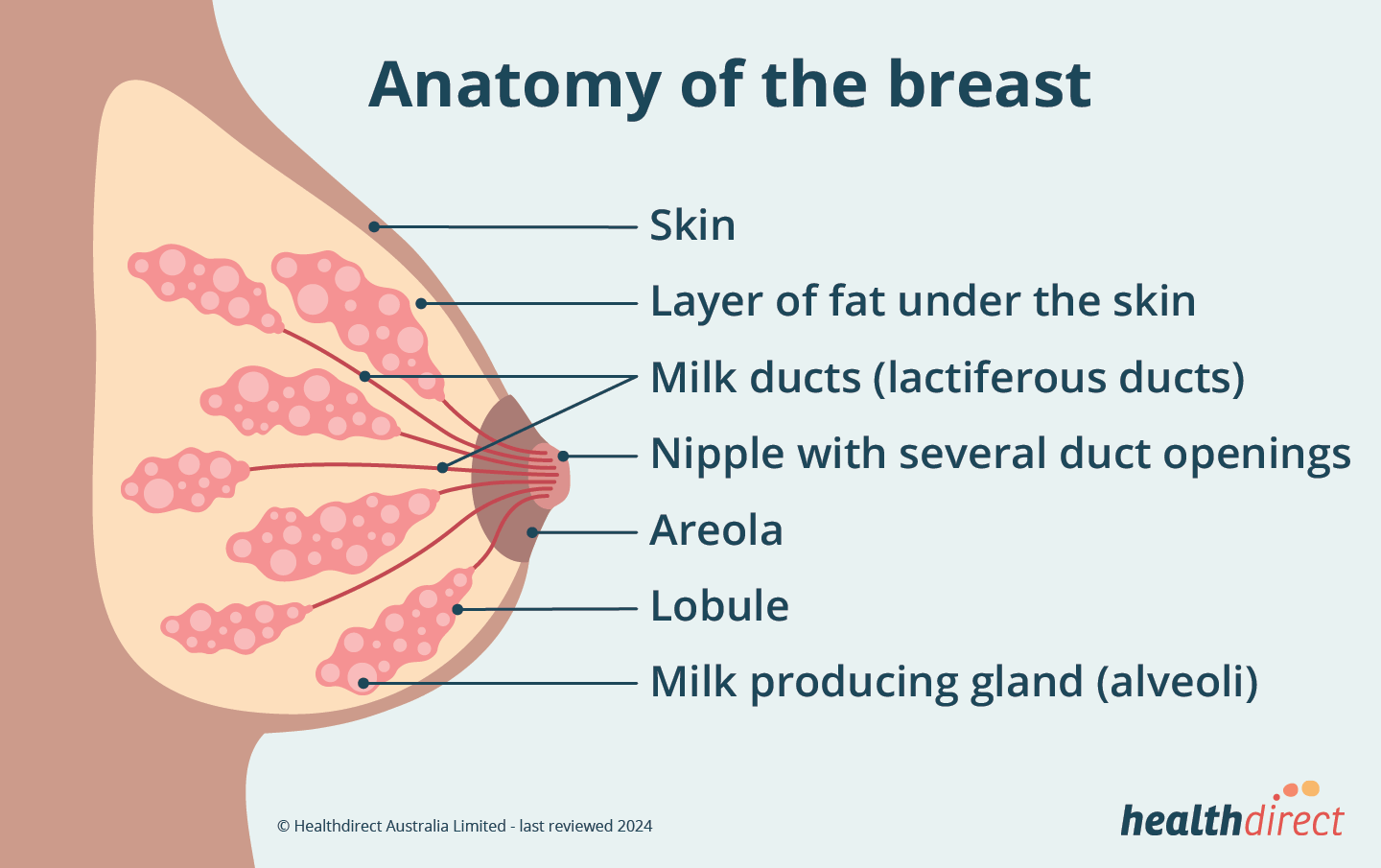 Illustration of the anatomy of the female breast.