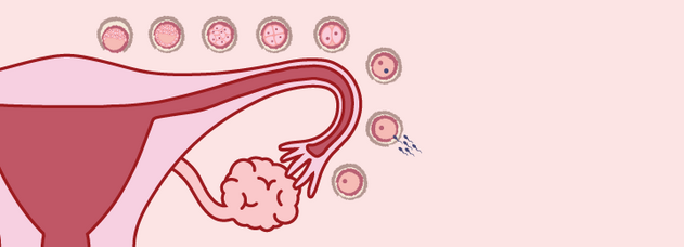 Banner for the infrographic standalone page on conception, from fertilisation to embryo.