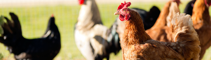 Image of chickens.