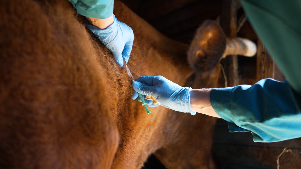equine vaccine WOAH AMR