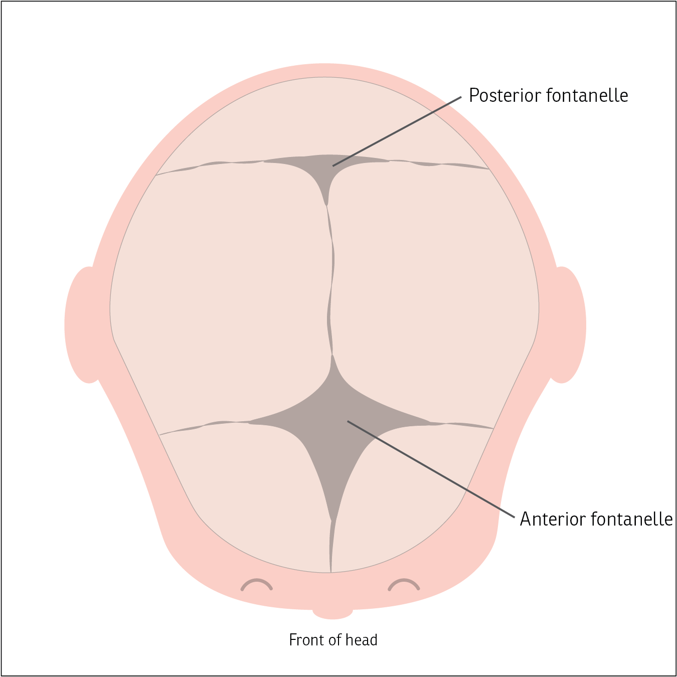 Diagram showing the fontanelles of a baby's skull.