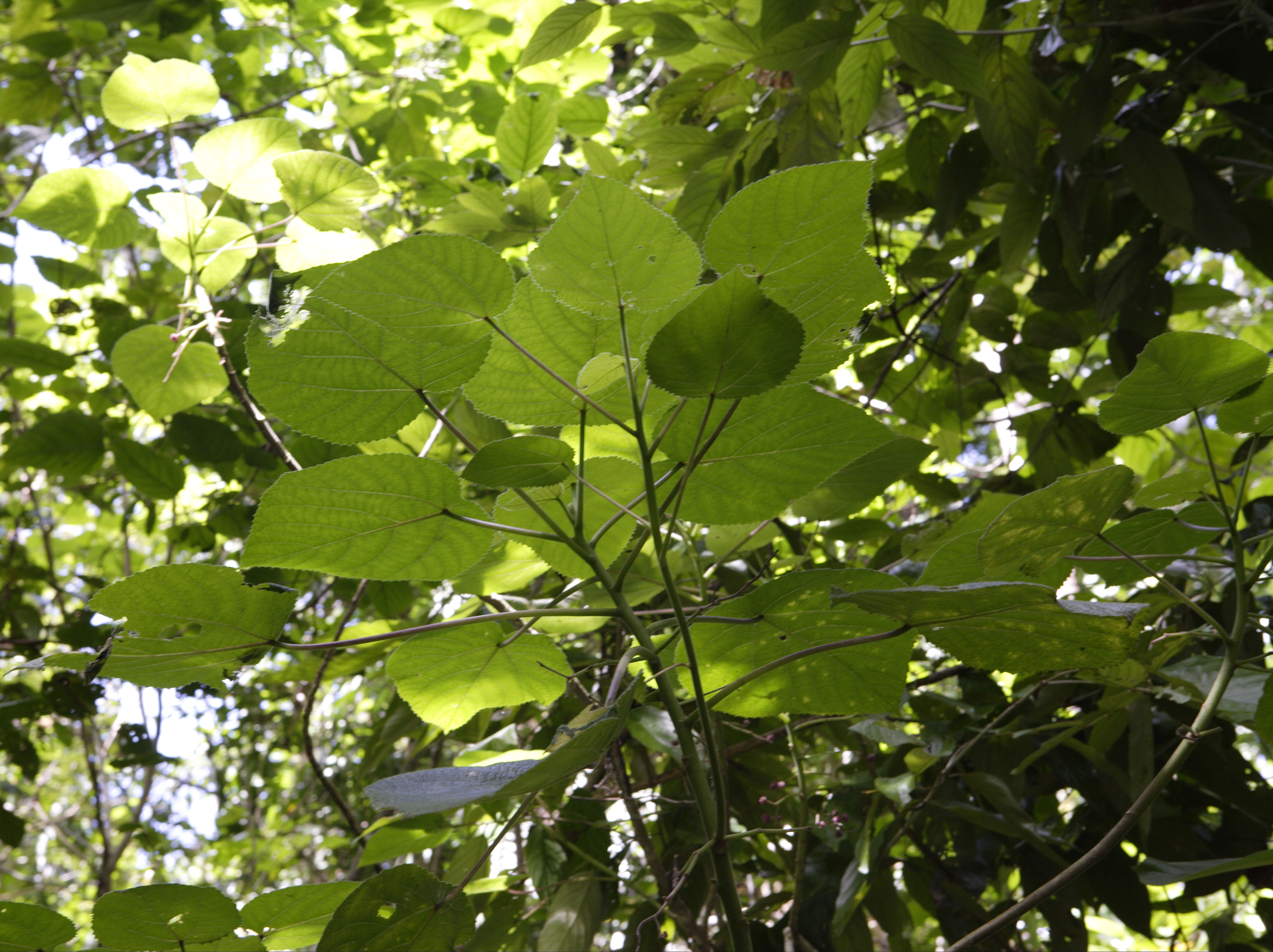 A photo showing the leaves of a gympie-gympie plant.