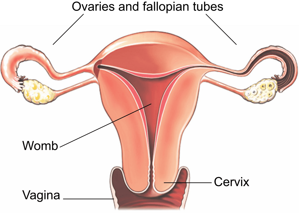 llustration of the female reproductive system showing the uterus (womb), vagina, cervix and ovaries and fallopian tubes.