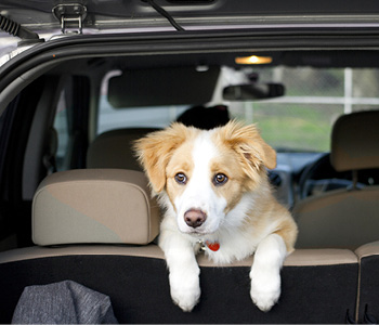 Simpatičen pes v avtu gleda preko zadnjih sedežev, neprivezan med postankom na poti.