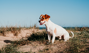 Simpatičen kuža sedi na obali morja in čaka lastnika