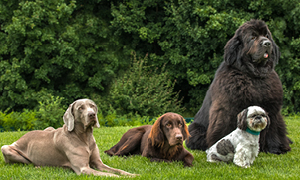 4 psi različnih pasem ubogljivo čaka lastnike.