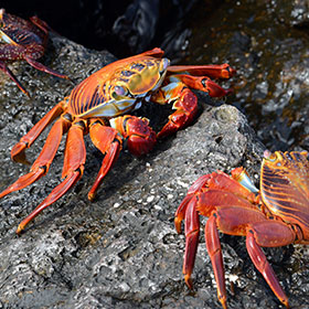 Galapagos Islands