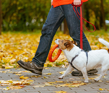 Na sprehodu s psom je msiselno uporabiti tudi kakšno igračo, ki spodbuja aktivnosti - da se ne naveličata ne pes, ne lastnik.