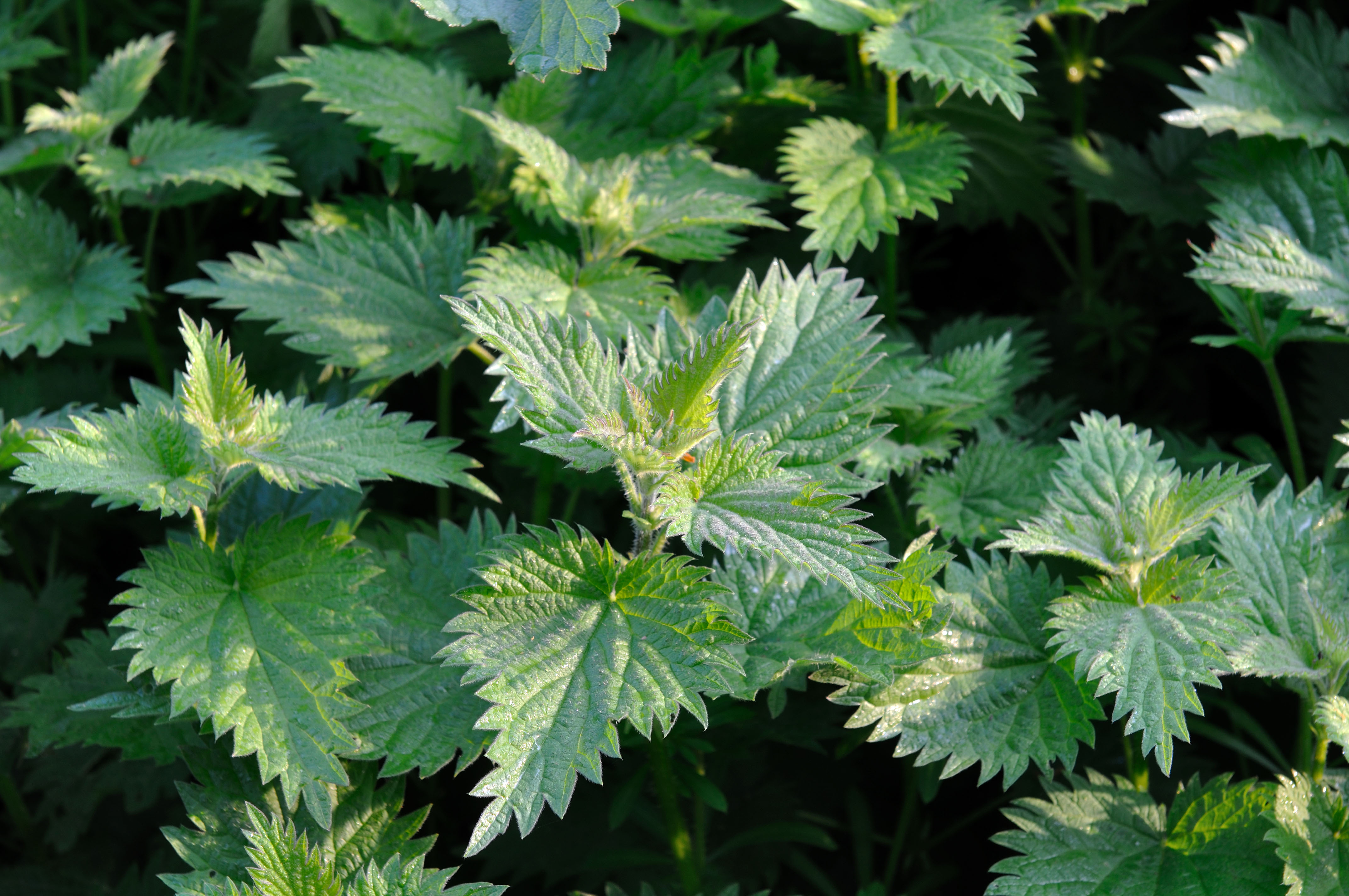 Photo of a nettle plant.