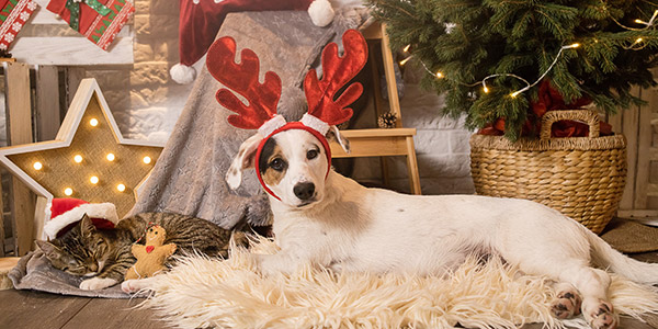 dog in reindeer costume