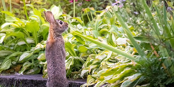 bunny in a backyard garden