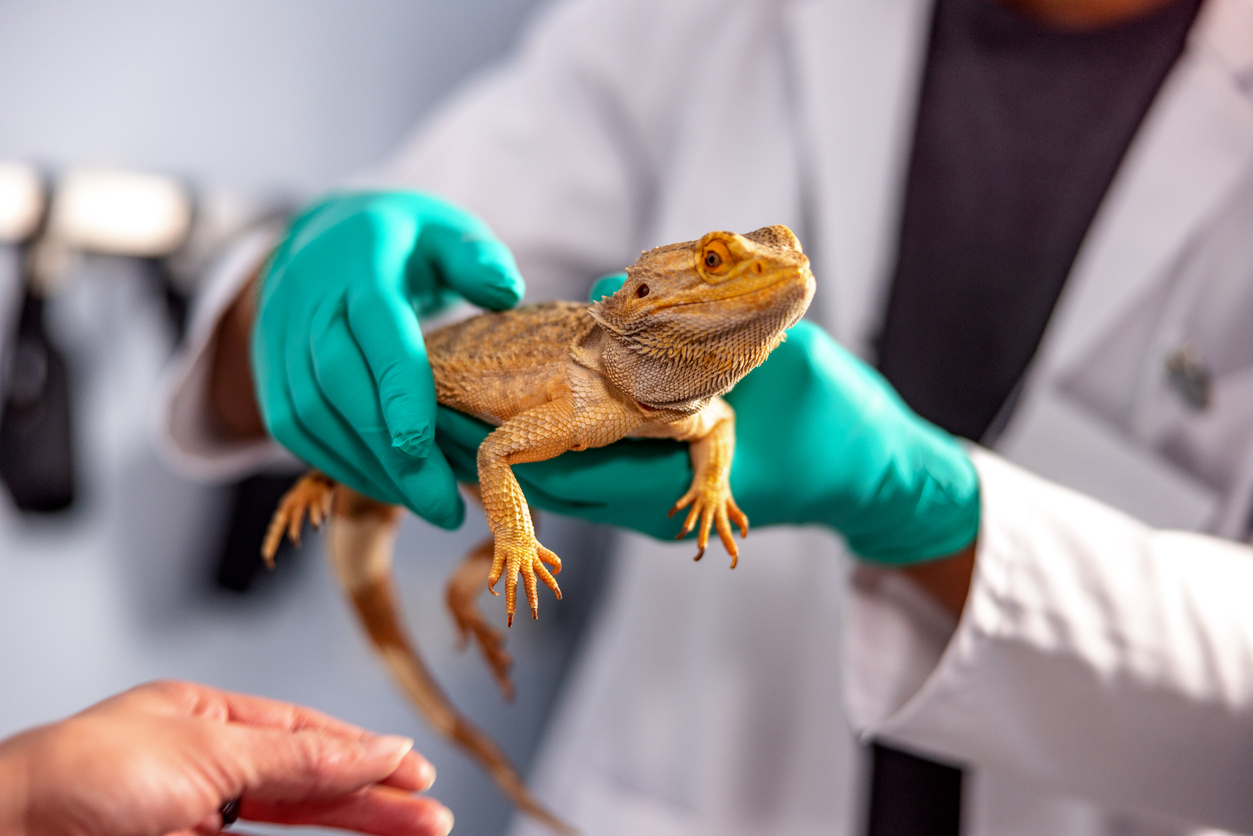 vet holding bearded dragon iStock-1544265634.jpg