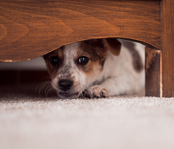 Slika prestrašenega psa – mešanček se skriva pod posteljo v strahu pred poki petard.