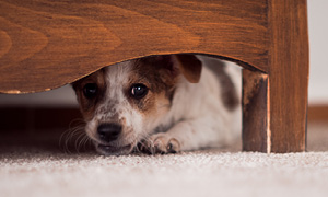 Slika prestrašenega psa – mešanček se skriva pod posteljo v strahu pred poki petard.